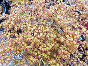 - Acer palmatum 'Little Margie' Dwarf Japanese Maple - Mr Maple │ Buy Japanese Maple Trees