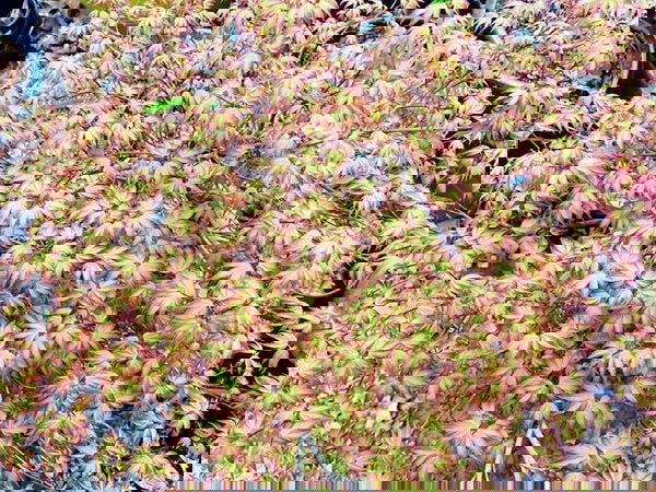 - Acer palmatum 'Little Margie' Dwarf Japanese Maple - Mr Maple │ Buy Japanese Maple Trees