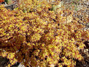 - Acer palmatum 'Little Margie' Dwarf Japanese Maple - Mr Maple │ Buy Japanese Maple Trees