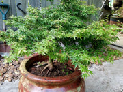 - Acer palmatum 'Little Margie' Dwarf Japanese Maple - Mr Maple │ Buy Japanese Maple Trees