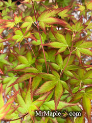 - Acer palmatum 'Little Margie' Dwarf Japanese Maple - Mr Maple │ Buy Japanese Maple Trees