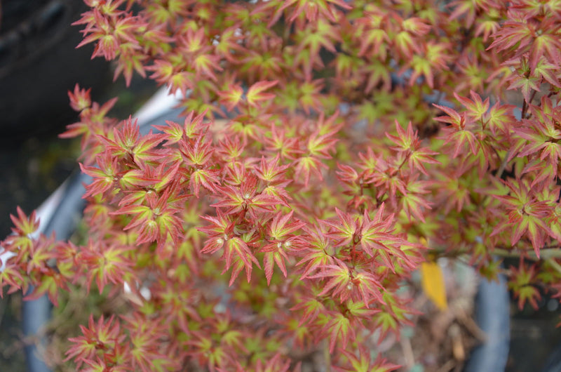 - Acer palmatum 'Little Margie' Dwarf Japanese Maple - Mr Maple │ Buy Japanese Maple Trees