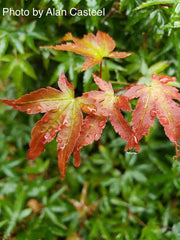 - Acer palmatum 'Little Margie' Dwarf Japanese Maple - Mr Maple │ Buy Japanese Maple Trees
