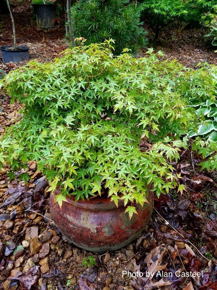 - Acer palmatum 'Little Margie' Dwarf Japanese Maple - Mr Maple │ Buy Japanese Maple Trees