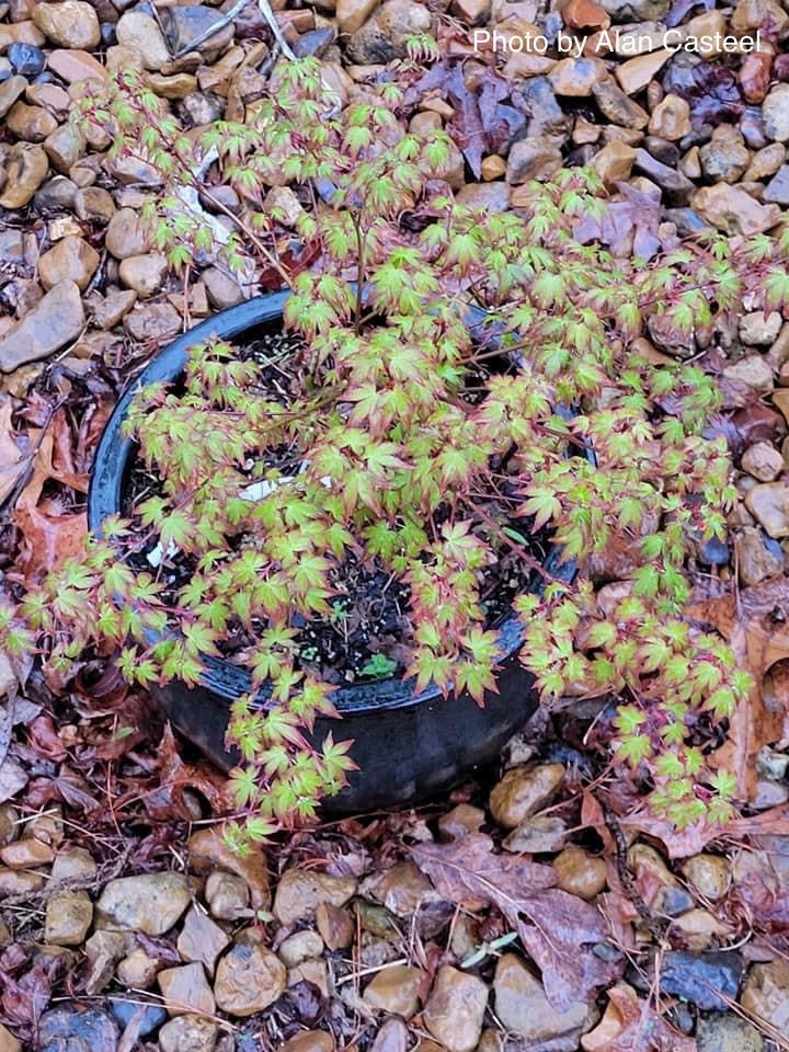 - Acer palmatum 'Little Margie' Dwarf Japanese Maple - Mr Maple │ Buy Japanese Maple Trees