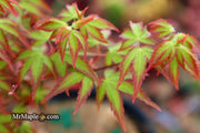 - Acer palmatum 'Little Margie' Dwarf Japanese Maple - Mr Maple │ Buy Japanese Maple Trees
