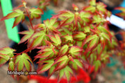 - Acer palmatum 'Little Margie' Dwarf Japanese Maple - Mr Maple │ Buy Japanese Maple Trees