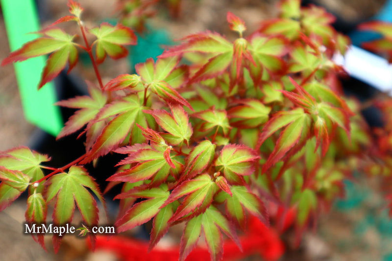 - Acer palmatum 'Little Margie' Dwarf Japanese Maple - Mr Maple │ Buy Japanese Maple Trees