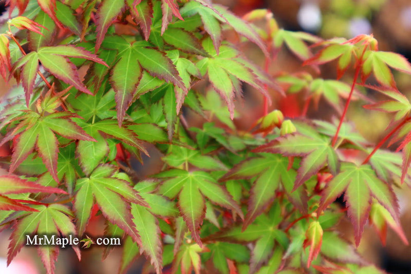 - Acer palmatum 'Little Margie' Dwarf Japanese Maple - Mr Maple │ Buy Japanese Maple Trees
