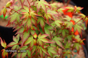 - Acer palmatum 'Little Margie' Dwarf Japanese Maple - Mr Maple │ Buy Japanese Maple Trees