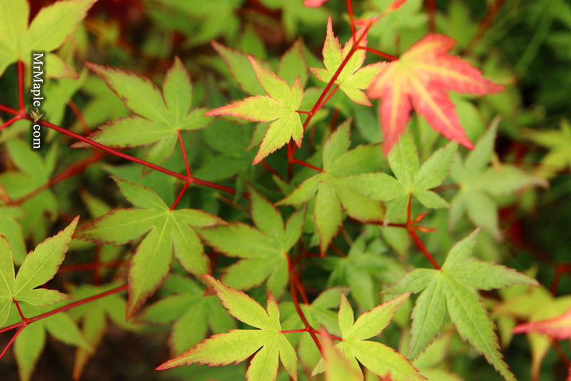 - Acer palmatum 'Little Margie' Dwarf Japanese Maple - Mr Maple │ Buy Japanese Maple Trees