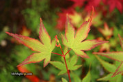 - Acer palmatum 'Little Margie' Dwarf Japanese Maple - Mr Maple │ Buy Japanese Maple Trees