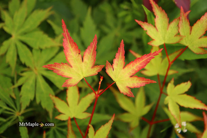 - Acer palmatum 'Little Margie' Dwarf Japanese Maple - Mr Maple │ Buy Japanese Maple Trees