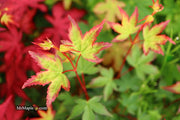 - Acer palmatum 'Little Margie' Dwarf Japanese Maple - Mr Maple │ Buy Japanese Maple Trees