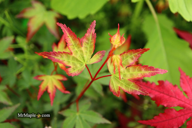 - Acer palmatum 'Little Margie' Dwarf Japanese Maple - Mr Maple │ Buy Japanese Maple Trees