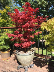 - Acer palmatum 'Little Red' Japanese Maple - Mr Maple │ Buy Japanese Maple Trees