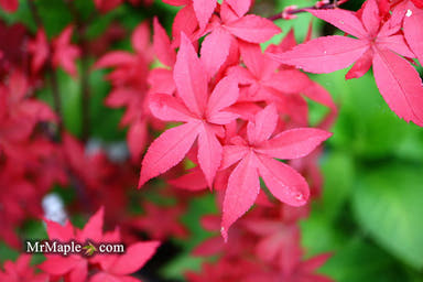 - Acer palmatum 'Little Red' Japanese Maple - Mr Maple │ Buy Japanese Maple Trees
