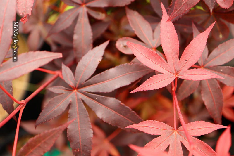 - Acer palmatum 'Little Red' Japanese Maple - Mr Maple │ Buy Japanese Maple Trees