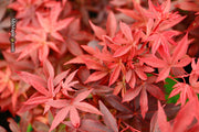 - Acer palmatum 'Little Red' Japanese Maple - Mr Maple │ Buy Japanese Maple Trees