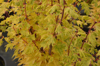 - Acer palmatum 'Little Sango' Dwarf Coral Bark Japanese Maple - Mr Maple │ Buy Japanese Maple Trees