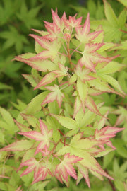 - Acer palmatum 'Little Sango' Dwarf Coral Bark Japanese Maple - Mr Maple │ Buy Japanese Maple Trees