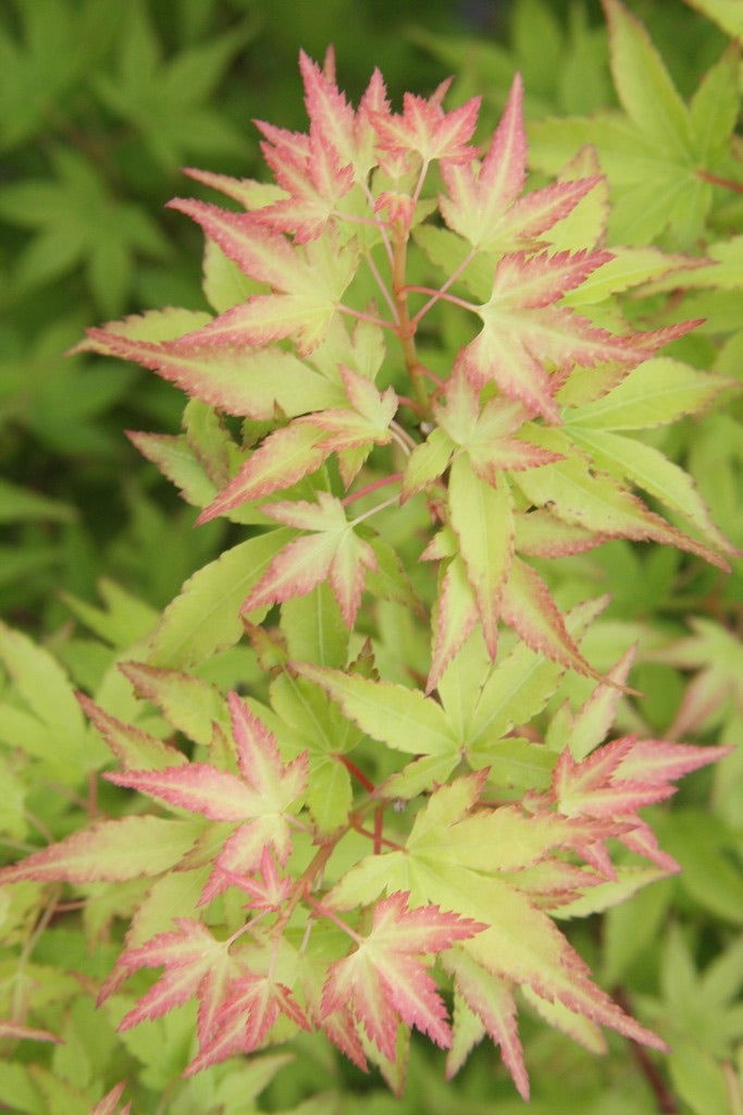 - Acer palmatum 'Little Sango' Dwarf Coral Bark Japanese Maple - Mr Maple │ Buy Japanese Maple Trees