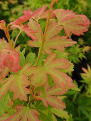 - Acer palmatum 'Little Sango' Dwarf Coral Bark Japanese Maple - Mr Maple │ Buy Japanese Maple Trees
