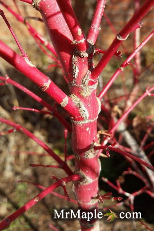 - Acer palmatum 'Little Sango' Dwarf Coral Bark Japanese Maple - Mr Maple │ Buy Japanese Maple Trees