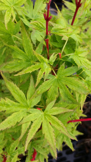 - Acer palmatum 'Little Sango' Dwarf Coral Bark Japanese Maple - Mr Maple │ Buy Japanese Maple Trees