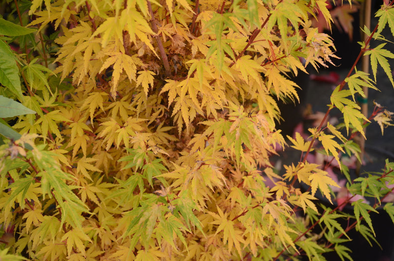 - Acer palmatum 'Little Sango' Dwarf Coral Bark Japanese Maple - Mr Maple │ Buy Japanese Maple Trees