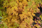 - Acer palmatum 'Little Sango' Dwarf Coral Bark Japanese Maple - Mr Maple │ Buy Japanese Maple Trees