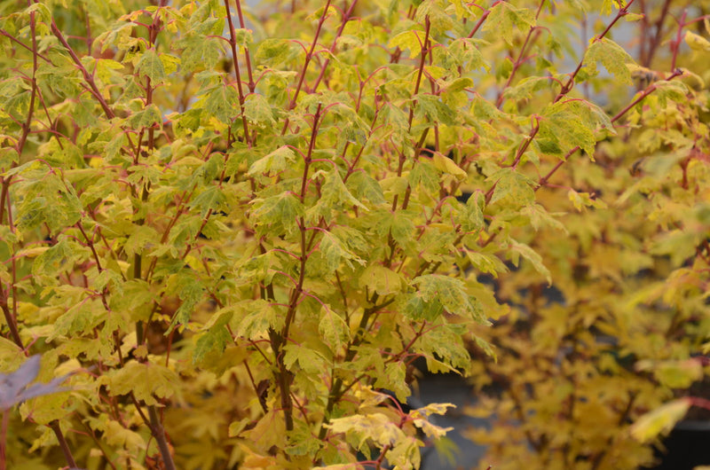 - Acer palmatum 'Little Sango' Dwarf Coral Bark Japanese Maple - Mr Maple │ Buy Japanese Maple Trees