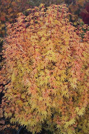 - Acer palmatum 'Little Sango' Dwarf Coral Bark Japanese Maple - Mr Maple │ Buy Japanese Maple Trees