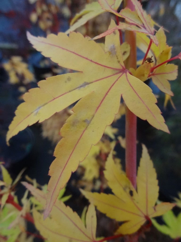 - Acer palmatum 'Little Sango' Dwarf Coral Bark Japanese Maple - Mr Maple │ Buy Japanese Maple Trees