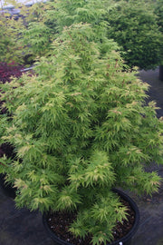 - Acer palmatum 'Little Sango' Dwarf Coral Bark Japanese Maple - Mr Maple │ Buy Japanese Maple Trees