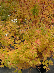 - Acer palmatum 'Little Sango' Dwarf Coral Bark Japanese Maple - Mr Maple │ Buy Japanese Maple Trees