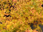 - Acer palmatum 'Little Sango' Dwarf Coral Bark Japanese Maple - Mr Maple │ Buy Japanese Maple Trees