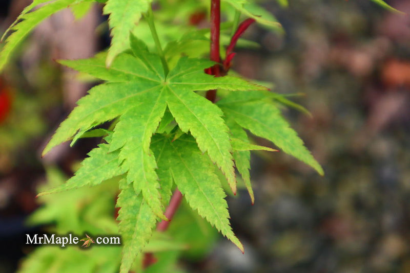 - Acer palmatum 'Little Sango' Dwarf Coral Bark Japanese Maple - Mr Maple │ Buy Japanese Maple Trees