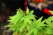 - Acer palmatum 'Little Sango' Dwarf Coral Bark Japanese Maple - Mr Maple │ Buy Japanese Maple Trees