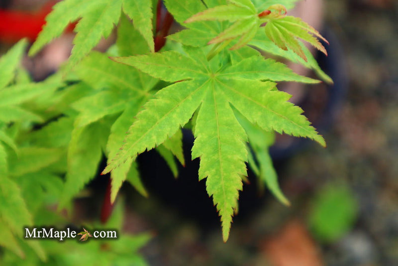 - Acer palmatum 'Little Sango' Dwarf Coral Bark Japanese Maple - Mr Maple │ Buy Japanese Maple Trees