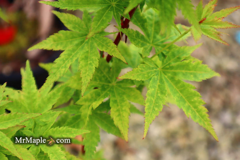 - Acer palmatum 'Little Sango' Dwarf Coral Bark Japanese Maple - Mr Maple │ Buy Japanese Maple Trees