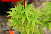 - Acer palmatum 'Little Sango' Dwarf Coral Bark Japanese Maple - Mr Maple │ Buy Japanese Maple Trees