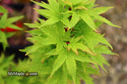 - Acer palmatum 'Little Sango' Dwarf Coral Bark Japanese Maple - Mr Maple │ Buy Japanese Maple Trees
