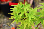 - Acer palmatum 'Little Sango' Dwarf Coral Bark Japanese Maple - Mr Maple │ Buy Japanese Maple Trees
