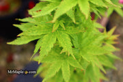 - Acer palmatum 'Little Sango' Dwarf Coral Bark Japanese Maple - Mr Maple │ Buy Japanese Maple Trees