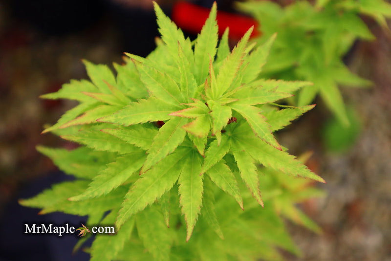 - Acer palmatum 'Little Sango' Dwarf Coral Bark Japanese Maple - Mr Maple │ Buy Japanese Maple Trees