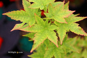 - Acer palmatum 'Little Sango' Dwarf Coral Bark Japanese Maple - Mr Maple │ Buy Japanese Maple Trees
