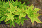 - Acer palmatum 'Little Sango' Dwarf Coral Bark Japanese Maple - Mr Maple │ Buy Japanese Maple Trees