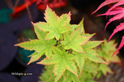 - Acer palmatum 'Little Sango' Dwarf Coral Bark Japanese Maple - Mr Maple │ Buy Japanese Maple Trees