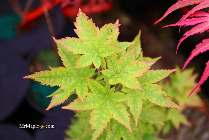 - Acer palmatum 'Little Sango' Dwarf Coral Bark Japanese Maple - Mr Maple │ Buy Japanese Maple Trees